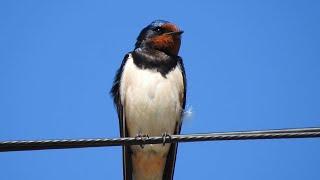 Ladusvala läte. Rauchschwalbe Gesang. Barn Swallow Call. Rondine canto. Hirundo rustica