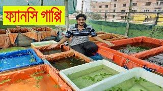 সহজে ফ্যানসি গাপ্পি মাছের চাষ। Fancy guppy fish farm at home