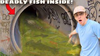 I Found a Hidden Tunnel FILLED with DEADLY FISH!