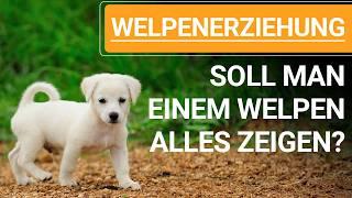  WELPENERZIEHUNG TIPPS ️ Soll man einem WELPEN ALLES zeigen? ️ ️