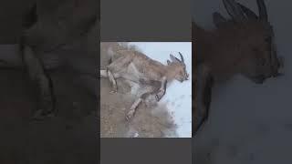 The moment a mountain goat falls from a height #Accidents #wild