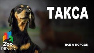 Такса - Все о породе собаки | Собака породы Такса