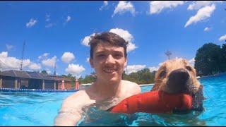 Dock Diving With Goldens GoPro Edition