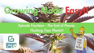 Growing Made Easy! - Ep.14 - Finish Flower and Flush!