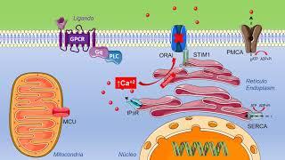 SOCE (Store Operated Calcium Entry)