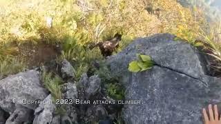 Bear attacks climber. oso ataca ascalador. Bär greift Kletterer an. 熊攻击登山者. ours attaque grimpeur.