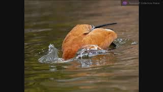 The fulvous whistling duck - Рыжая свистящая утка