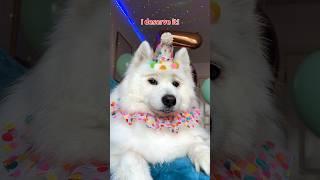 It’s my BIRTHDAY  #dogshorts #funny #puppy #dogtime #tiktok #cute #birthday ib:lukefranchina