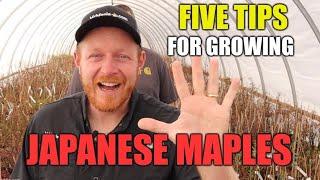 5 Tips For Growing Japanese Maples - JAPANESE MAPLES