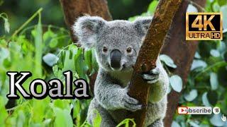 Koala bear - World of Animals 4K