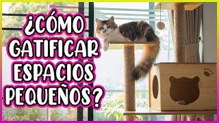 10 TRICKS TO MAKE YOUR CAT HAPPY IF YOU LIVE IN A SMALL HOUSE - SiamCatChannel