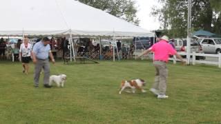 Dog Show