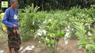 Guava Fruit - Guava Tree Farm Business Ideas with low Investment and High Profit