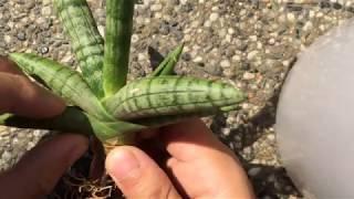 How to propagate Sansiviera Boncel