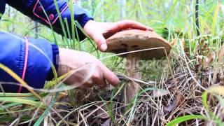 MUSHROOMER CUTS OFF ORANGE CAP BOLETUS WITH BIG CAP BTYDVF5XG