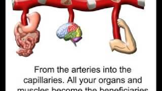 Circulatory System