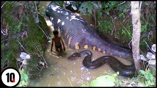 10 Most Dangerous Animals In The Amazon Rainforest