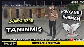 NOVXANILI NƏRMAN   07.08.2024 -1 Cİ HiSSƏ VİDEO BEYENİB KANALA ABUNƏ OLAQ #göyerçinbaku bakıquşları