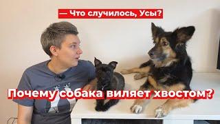 Что случилось, Усы? Почему собака виляет хвостом?