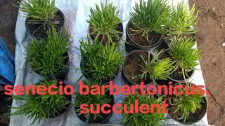 senecio barbertonicus (variety of succulent)