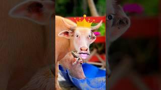 King Pink Cow  #cow #animals #funny