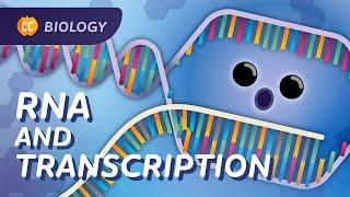 Transcription: How mRNA Helped Save Lives: Crash Course Biology #34