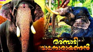 ഏതൊരു കൊമ്പനും പേടിക്കും ഇവനോട് മുട്ടാൻ | Ambadi balanarayanan elephant | Elephant video |