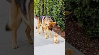 Big Dog Comforts Crying Tiny Puppy in the Sweetest Way ️