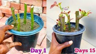 Grow Rose From Cuttings