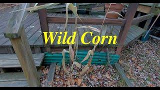 Wild Corn