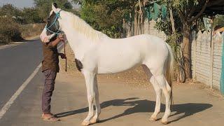 Rupal stud farm  रतन For sell Mo9724588670Mo8849146447