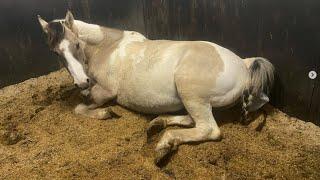 Live Foal Birth: First Time Mother Gives Birth Unassisted