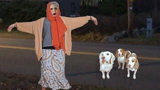 Serbian Dancing Lady REVEALED by Funny Dogs Maymo, Potpie & Indie