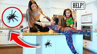 Giant TARANTULA Gets LOOSE In Our New HOUSE! *Scary* | Jancy Family