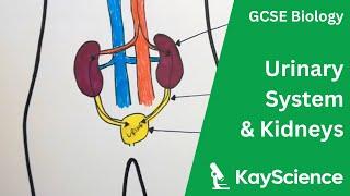 The Urinary System - GCSE Biology | kayscience.com