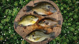 Loading the Boat with Bluegill, Red Ear Shellcracker, and Stumpknocker (Catch and Cook)