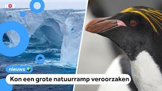 Grootste ijsberg ter wereld vastgelopen: pinguïns niet meer in gevaar