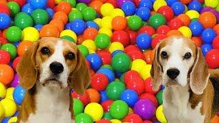 Turned my House into a BALL PIT | Happy Dogs Louie and Marie