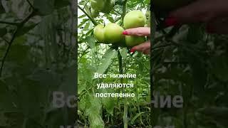 как убирать листья у томатов