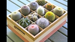 Create a Cactus Curio Box