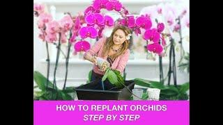 ORCHID CARE REPOTTING ORCHIDS /REPLANTING ORCHIDS  Shirley Bovshow