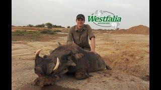 Hunting warthogs in Mauritania