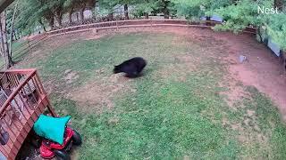 Protective Mama Bear Charges at Dog