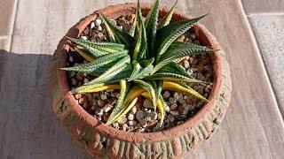 Haworthia bakımı, çoğaltılması