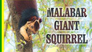 Indian giant squirrel or Malabar giant squirrel (Ratufa indica) - Facts and Details