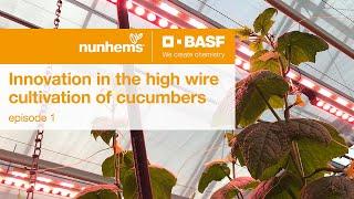 Growing cucumbers efficiently under LED (Part 1/3)