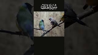 Surah Mulk Quranic Recitation with Soothing Bird Sounds | Nature's Serenity