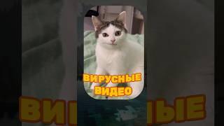 ВИРУСНЫЕ ВИДЕО / Горилла ест мороженое 