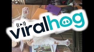 Silly Cat Sunny Keeps Work At Bay || ViralHog