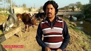 sahiwal cow and cholistani cow